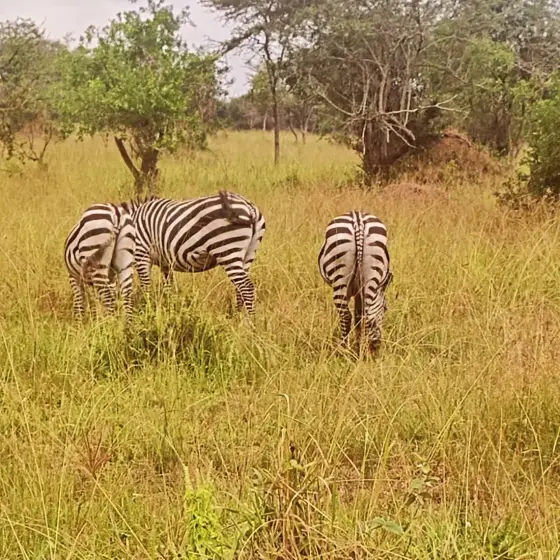 Cebras en la sabana