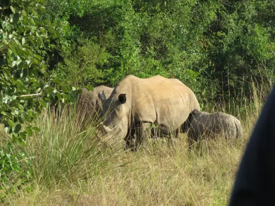 Rinoceronte en la reserva de Ziwa