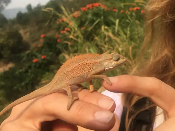 Un bichito