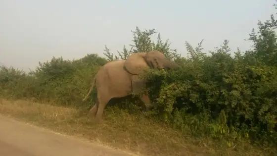 Un elefante por el camino